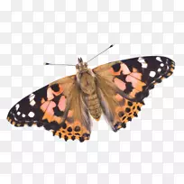 燕尾蝶,凡妮莎·卡杜伊,黑燕尾,东虎,燕尾-红蝴蝶-空若网 燕尾蝶,凡妮莎·卡杜伊,黑燕尾,东虎,燕尾-红蝴蝶-空若网