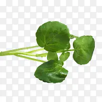 绿色蔬菜叶子-空若网 绿色蔬菜叶子-空若网