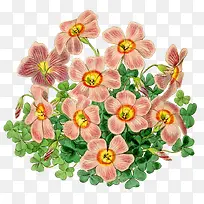 手绘酢浆草-空若网 手绘酢浆草-空若网