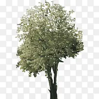 �ֻ���ľ-������