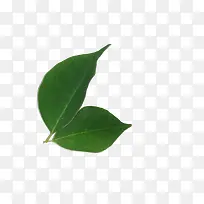 ��Ʒʵ��̴ľ��Ҷ-������