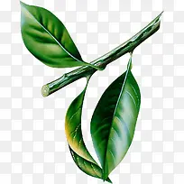 深绿树叶-空若网 深绿树叶-空若网