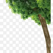 树-空若网 树-空若网