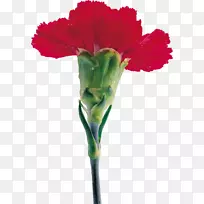 ��ʯ�񻨾�����ܰ-������