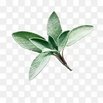 鼠尾草免费下载-空若网 鼠尾草免费下载-空若网