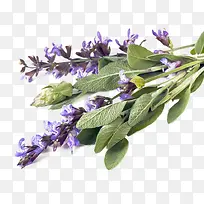 鼠尾草免费下载-空若网 鼠尾草免费下载-空若网