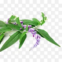 鼠尾草免费下载-空若网 鼠尾草免费下载-空若网