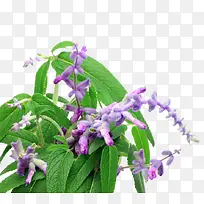 鼠尾草免费下载-空若网 鼠尾草免费下载-空若网