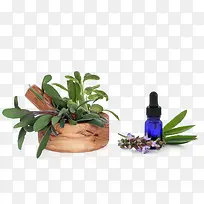 鼠尾草免费下载-空若网 鼠尾草免费下载-空若网