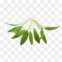 鼠尾草免费下载-空若网 鼠尾草免费下载-空若网