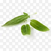 鼠尾草免费下载-空若网 鼠尾草免费下载-空若网