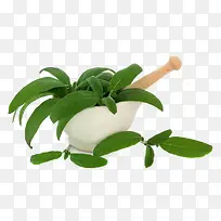 鼠尾草免费下载-空若网 鼠尾草免费下载-空若网