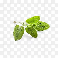 鼠尾草免费下载-空若网 鼠尾草免费下载-空若网