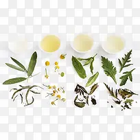 鼠尾草免费下载-空若网 鼠尾草免费下载-空若网