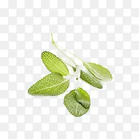 Êóβ²ÝÃâ·ÑÏÂÔØ-¿ÕÈôÍø Êóβ²ÝÃâ·ÑÏÂÔØ-¿ÕÈôÍø