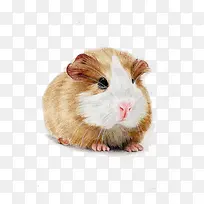 �ֻ�������-������