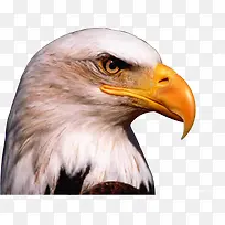 �ֻ�дʵӥʸ��ͼ-������