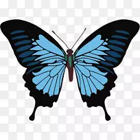 帝王蝴蝶丘利奥·尤利西斯-薄薄的-空若网 帝王蝴蝶丘利奥·尤利西斯-薄薄的-空若网