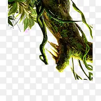 倒挂的树根-空若网 倒挂的树根-空若网