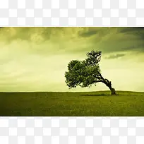 ²ÝÔÉÏÍáµ¹µÄ´óÊ÷-¿ÕÈôÍø ²ÝÔÉÏÍáµ¹µÄ´óÊ÷-¿ÕÈôÍø