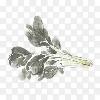 手绘菠菜-空若网 手绘菠菜-空若网