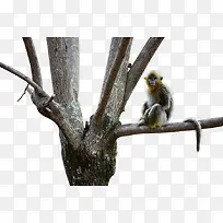 动物金丝猴-空若网 动物金丝猴-空若网