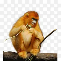 野生动物-空若网 野生动物-空若网