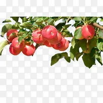 手绘3d水果3D 树上的苹果-空若网 手绘3d水果3D 树上的苹果-空若网