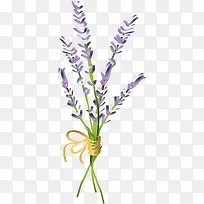 紫色手绘风格卡通薰衣草-空若网 紫色手绘风格卡通薰衣草-空若网