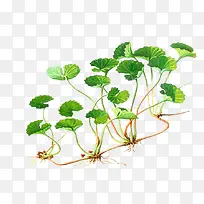 青翠亮泽的积雪草-空若网 青翠亮泽的积雪草-空若网