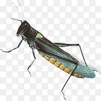 ��ɫ��������-������