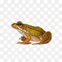 动物青蛙-空若网 动物青蛙-空若网