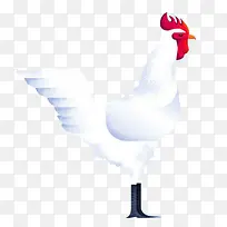 白色公鸡-空若网 白色公鸡-空若网