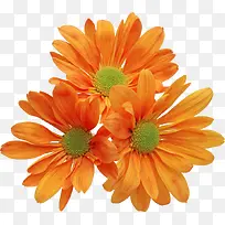 娇艳花卉橙色菊花-空若网 娇艳花卉橙色菊花-空若网