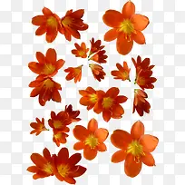 橙色花-空若网 橙色花-空若网