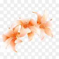 手绘橙色百合花矢量图-空若网 手绘橙色百合花矢量图-空若网