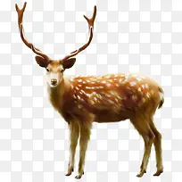 圣诞麋鹿摄影动物-空若网 圣诞麋鹿摄影动物-空若网