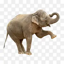 可爱大象产品实物免抠png-空若网 可爱大象产品实物免抠png-空若网