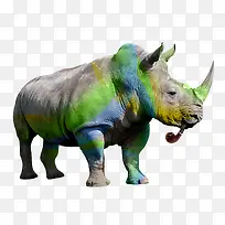 彩色犀牛-空若网 彩色犀牛-空若网