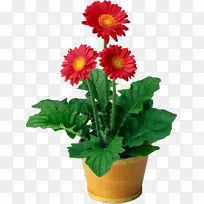 花期植物德兰士瓦菊花盆栽植物-空若网 花期植物德兰士瓦菊花盆栽植物-空若网