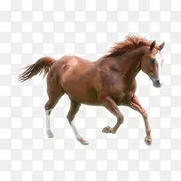 ��ɫ�Ŀ���-������