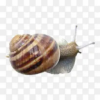 ��ţ�ز�-������