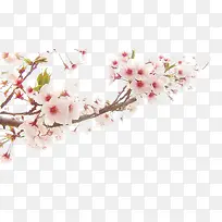 桃花盛开-空若网 桃花盛开-空若网