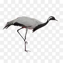 动物装饰-空若网 动物装饰-空若网