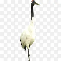 �ֻ��ɫ�ɰ�������-������