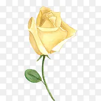 手绘黄色玫瑰-空若网 手绘黄色玫瑰-空若网