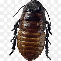 恶心的虫子-空若网 恶心的虫子-空若网