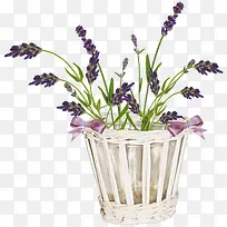 盆栽薰衣草-空若网 盆栽薰衣草-空若网