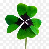 手绘绿色四叶草-空若网 手绘绿色四叶草-空若网