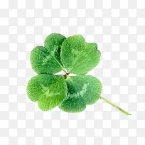 四叶草-空若网 四叶草-空若网